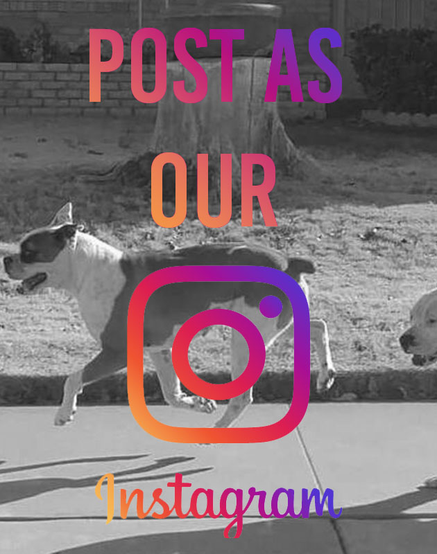 Share your post to our Instagram page and get it boosted to reach more people.
